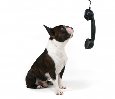 hond en telefoon
